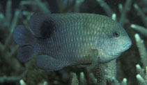 Image of Stegastes punctatus (Blunt snout gregory)