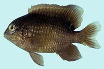 Image of Stegastes lividus (Marquesan gregory)