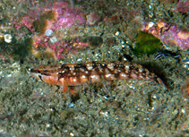 Image of Stichaeus punctatus (Arctic shanny)