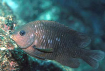 Image of Stegastes rectifraenum (Cortez damselfish)