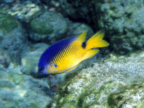 Image of Stegastes rocasensis (Rocas gregory)