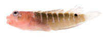 Image of Starksia sangreyae 