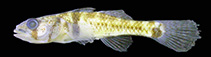 Image of Stigmatogobius signifer 