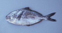 Image of Stromateus stellatus (Starry butterfish)