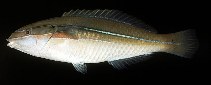 Image of Stethojulis strigiventer (Three-ribbon wrasse)