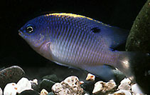 Image of Stegastes fuscus (Brazilian damsel)