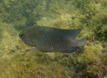 Image of Stegastes uenfi 