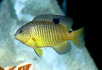 Image of Stegastes variabilis (Cocoa damselfish)