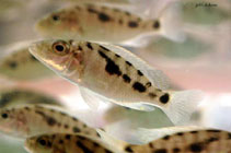 Image of Stigmatochromis woodi 