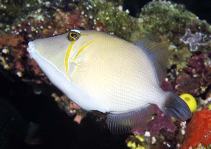 Image of Sufflamen bursa (Boomerang triggerfish)