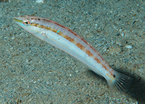 Image of Suezichthys devisi (Gracilis wrasse)