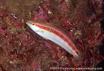 Image of Suezichthys gracilis (Slender wrasse)