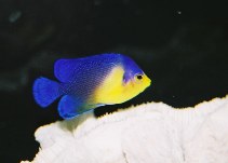 Image of Centropyge venusta (Purplemask angelfish)