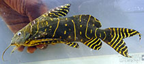 Image of Synodontis angelicus (Angel squeaker)