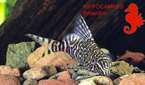 Image of Synodontis aterrimus 