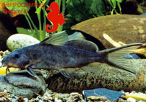 Image of Synodontis caudovittatus 