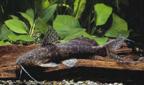 Image of Synodontis caudalis 