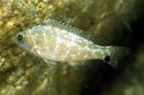 Image of Symphodus cinereus (Grey wrasse)