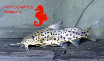 Image of Synodontis courteti 