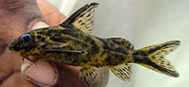 Image of Synodontis denticulatus 