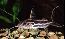 Image of Synodontis flavitaeniatus (Orangestriped squeaker)