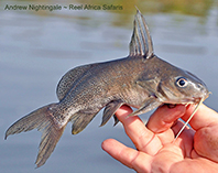 Image of Synodontis frontosus 