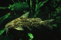 Image of Synodontis fuelleborni (Fuelleborn\