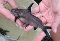 Image of Synodontis granulosus 