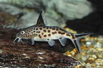 Image of Synodontis grandiops 