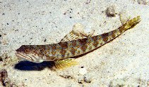 Image of Synodus intermedius (Sand diver)