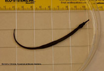 Image of Syngnathus louisianae (Chain pipefish)