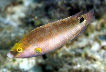 Image of Symphodus mediterraneus (Axillary wrasse)