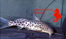 Image of Synodontis multimaculatus 