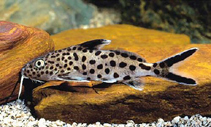 Image of Synodontis multipunctatus 