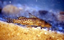 Image of Synodontis nebulosus (Cloudy squeaker)