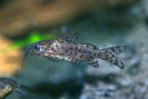 Image of Synodontis nigrita 