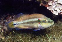 Image of Symphodus ocellatus 