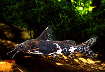 Image of Synodontis orientalis 