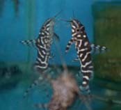 Image of Synodontis ornatipinnis 