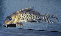 Image of Synodontis ornatissimus 