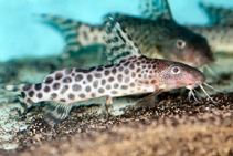 Image of Synodontis pardalis 