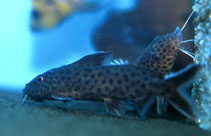 Image of Synodontis polli 