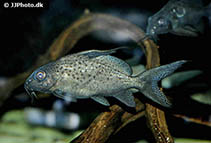 Image of Synodontis resupinatus 