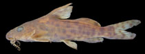 Image of Synodontis ricardoae (Ricardo\