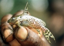 Image of Synodontis serpentis (Tana squeaker)