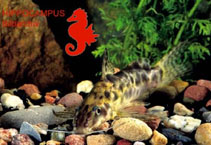 Image of Synodontis soloni 