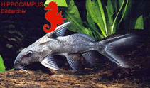 Image of Synodontis sorex 