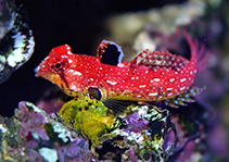 Image of Synchiropus sycorax (Ruby dragonet)