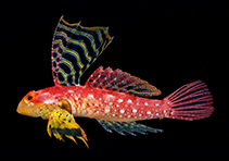 Image of Synchiropus sycorax (Ruby dragonet)