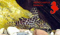 Image of Synodontis tourei 